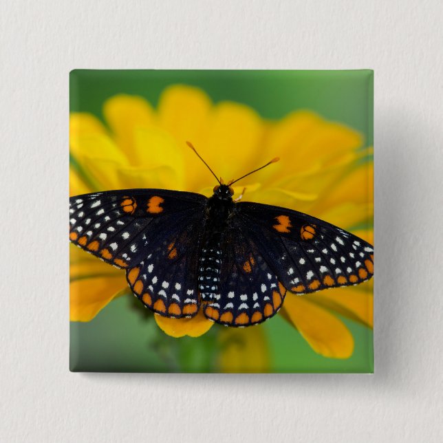 Baltimore Checkered Spot Butterfly Button (Front)