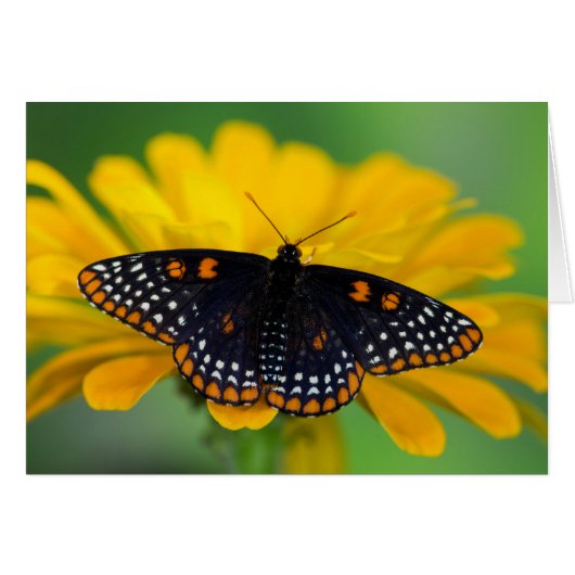 Baltimore Checkered Spot Butterfly Cards (Front Horizontal)