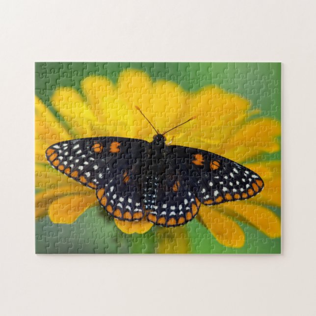 Baltimore Checkered Spot Butterfly Jigsaw Puzzle (Horizontal)