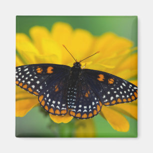 Baltimore Checkered Spot Butterfly Magnet