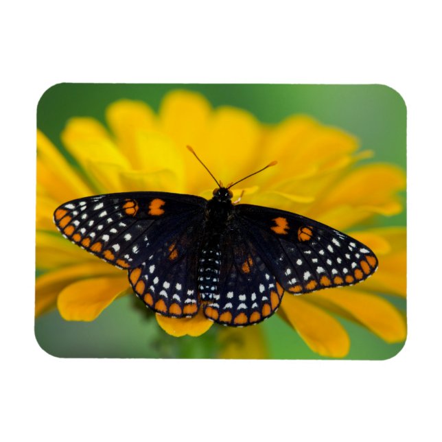 Baltimore Checkered Spot Butterfly Magnet (Horizontal)