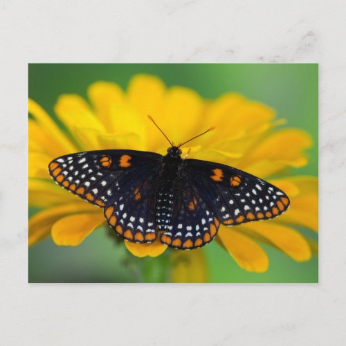Baltimore Checkered Spot Butterfly Postcard