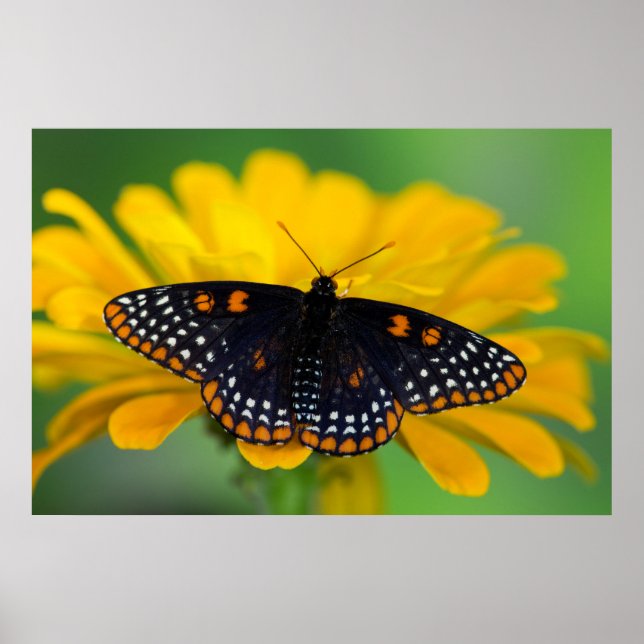 Baltimore Checkered Spot Butterfly Poster (Front)