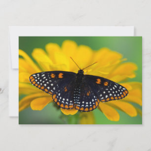 Baltimore Checkered Spot Butterfly Thank You Card
