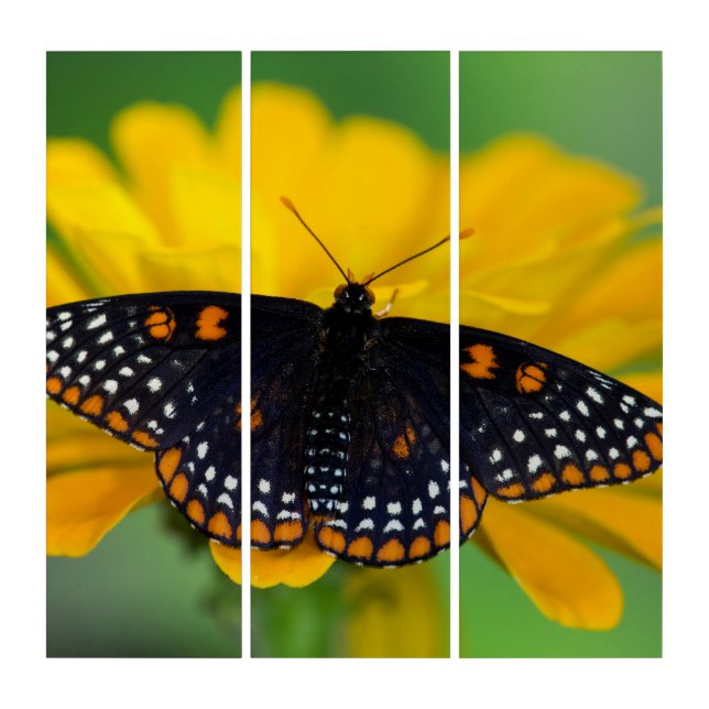 Baltimore Checkered Spot Butterfly Triptych (Front)