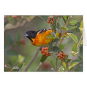Baltimore Oriole (Front Horizontal)