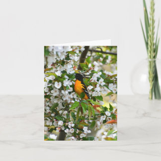 Baltimore Oriole #1 - Blank Note Card