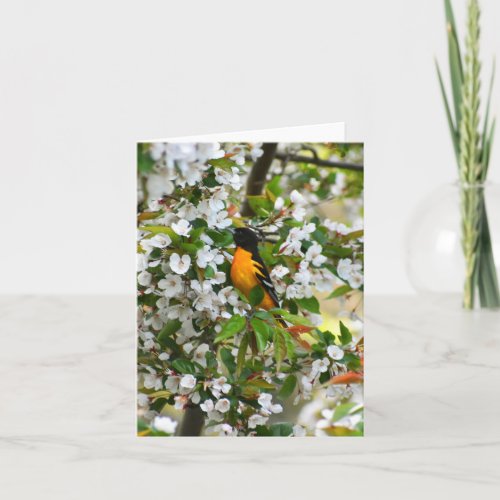 Baltimore Oriole 1 _ Blank Note Card