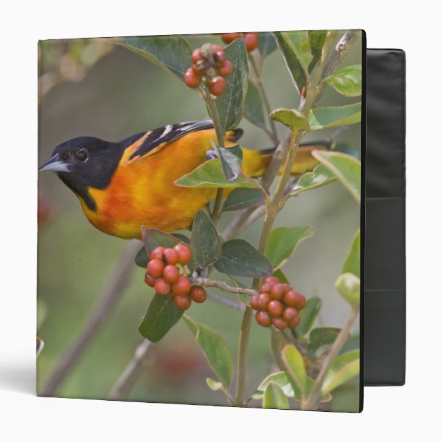Baltimore Oriole 3 Ring Binder (Front/Inside)