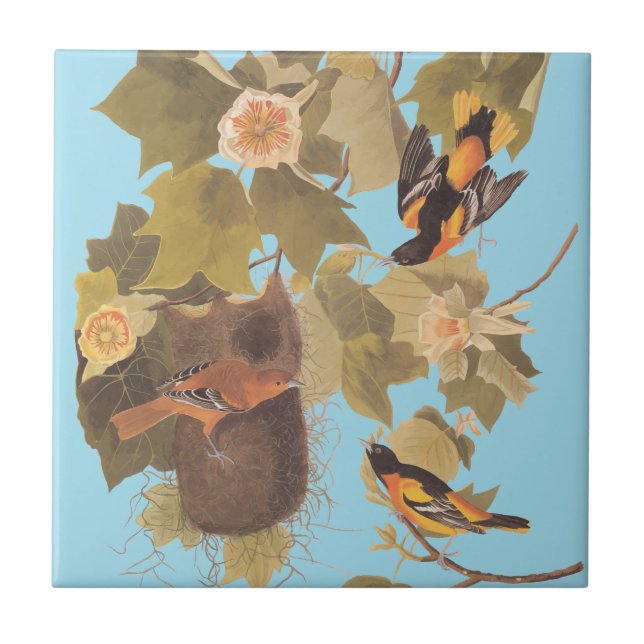 Baltimore Oriole Audubon Bird Family with Nest Ceramic Tile (Front)