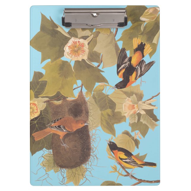 Baltimore Oriole Audubon Bird Family with Nest Clipboard (Front)