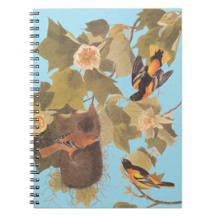 Baltimore Oriole Audubon Bird Family with Nest Notebook
