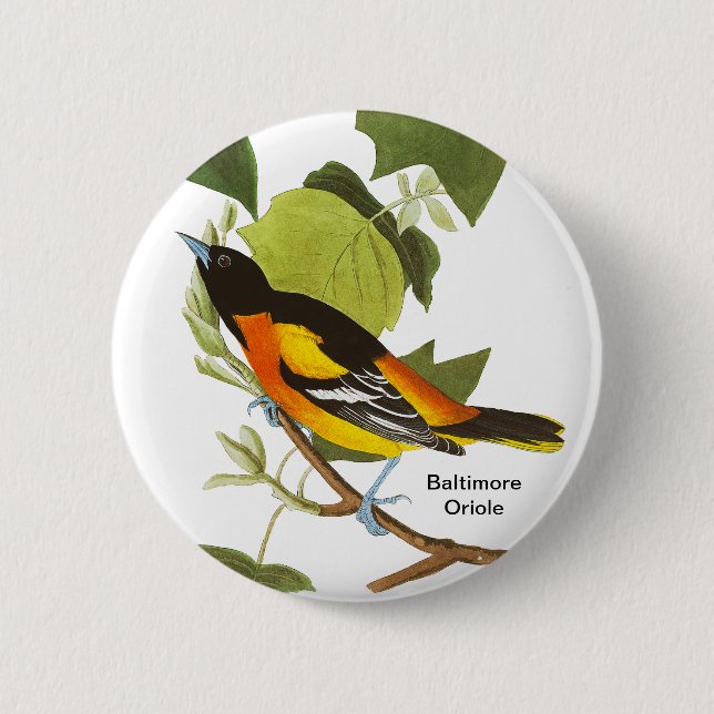 Baltimore Oriole, Audubon, Birdwatcher Accessory, Button (Front)