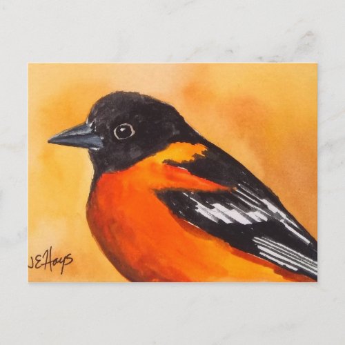 Baltimore Oriole Bird Postcard