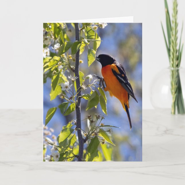 Baltimore Oriole Blank Note Card (Front)