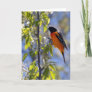 Baltimore Oriole Blank Note Card