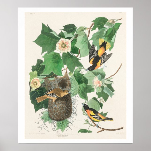 Baltimore Oriole by Audubon Poster (Front)