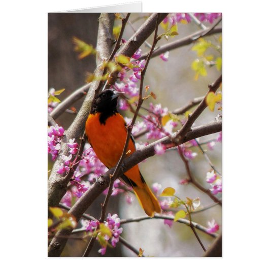 Baltimore Oriole Cards (Front)