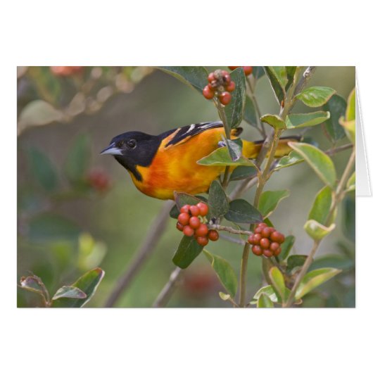 Baltimore Oriole Cards (Front Horizontal)