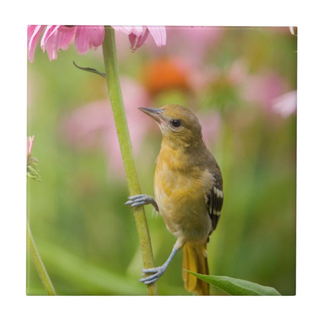 Baltimore Oriole Ceramic Tile (Front)