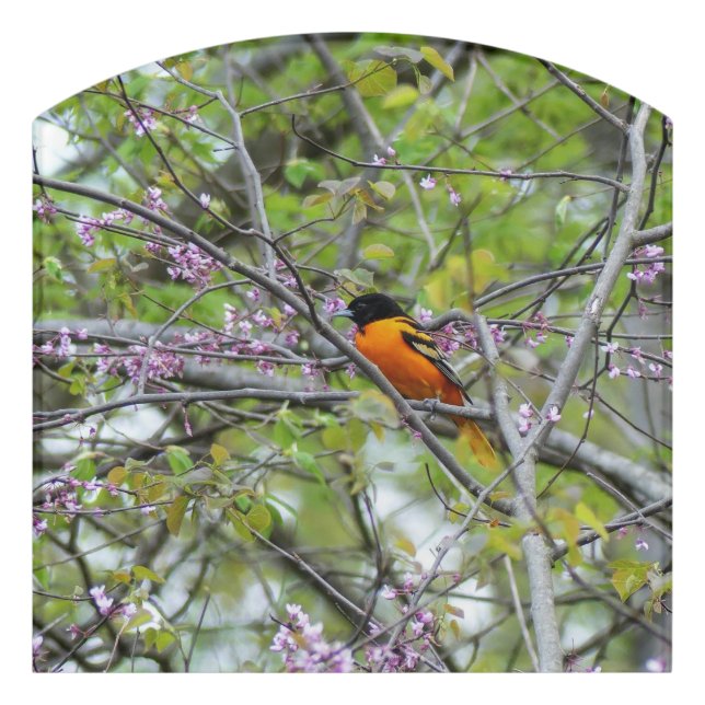 Baltimore Oriole Door Sign (Contour Front)