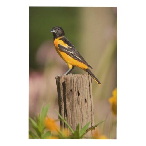 Baltimore Oriole female in flower garden Wood Wall Decor