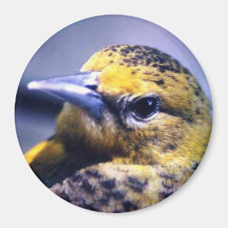 Baltimore Oriole, Female Magnet