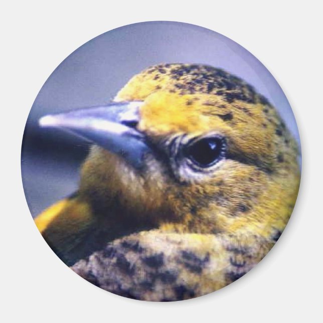 Baltimore Oriole, Female Magnet (Front)