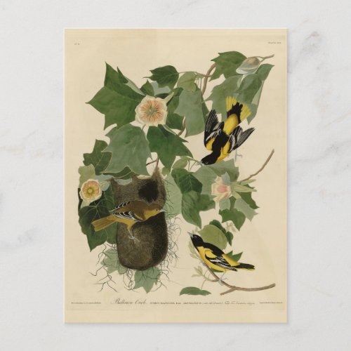 Baltimore Oriole _ from Audubons Birds of America Postcard