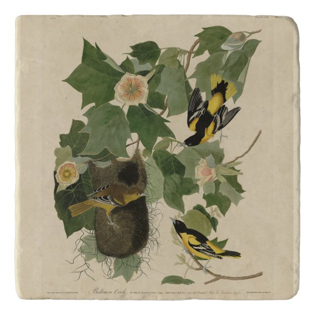Baltimore Oriole - from Audubon's Birds of America Trivet (Front)