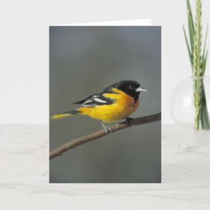 baltimore oriole greeting card