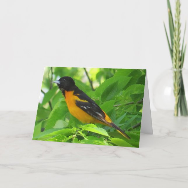 Baltimore Oriole Greeting Card (Front)
