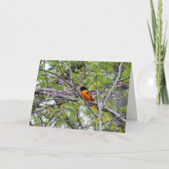 Baltimore Oriole Greeting Card (Front)