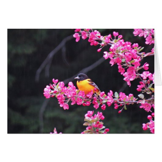 Baltimore Oriole in Crabapple Cards (Front Horizontal)