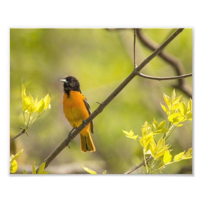 Baltimore Oriole in Tree During Spring Photo Print (Front)