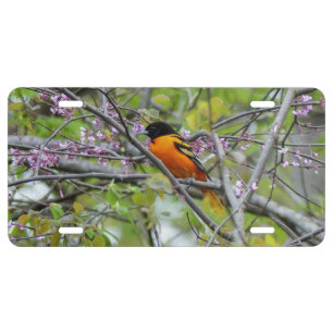 Baltimore Oriole License Plate