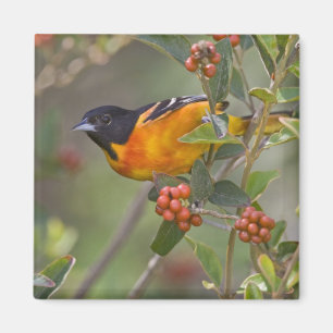 Baltimore Oriole Magnet