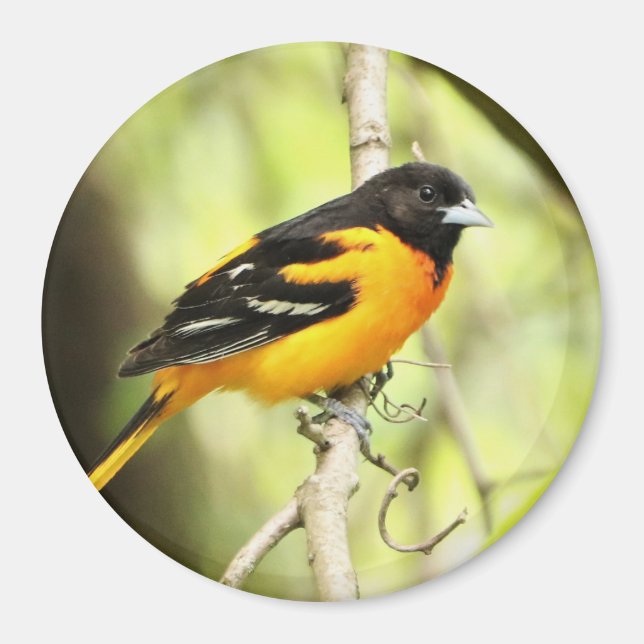 Baltimore Oriole Magnet (Front)