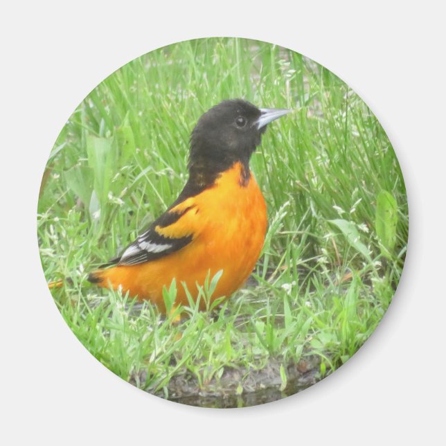 Baltimore Oriole magnet (Front)