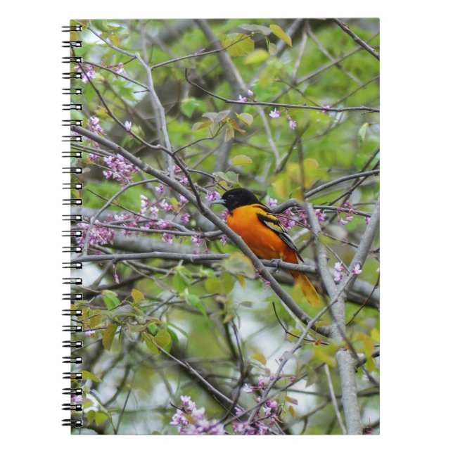 Baltimore Oriole Notebook (Front)