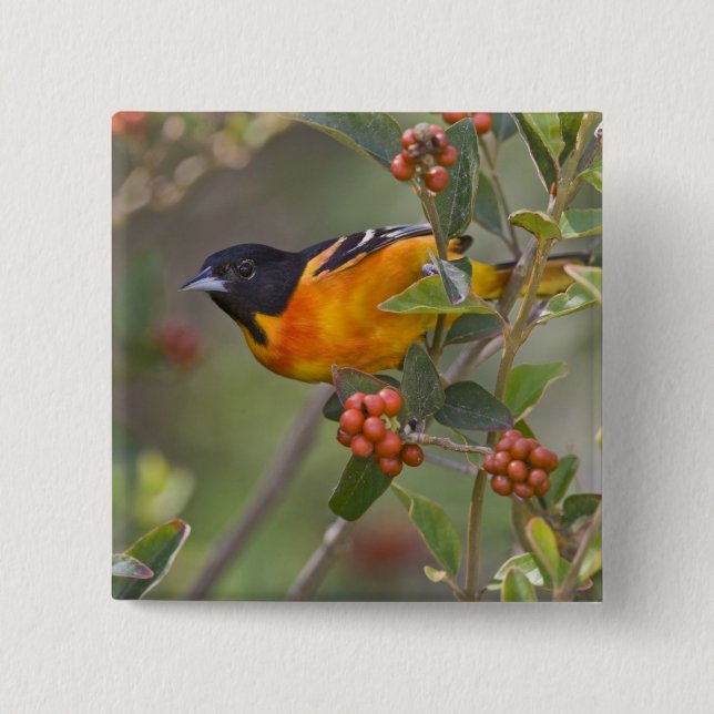 Baltimore Oriole Pinback Button (Front)