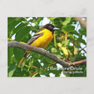 Baltimore Oriole Postcard