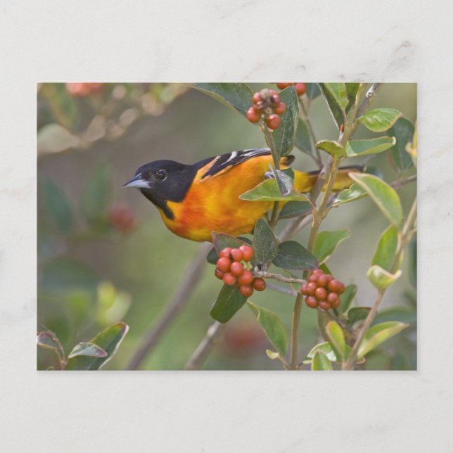 Baltimore Oriole Postcard (Front)