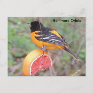 Baltimore oriole postcard