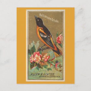 Baltimore Oriole Postcard
