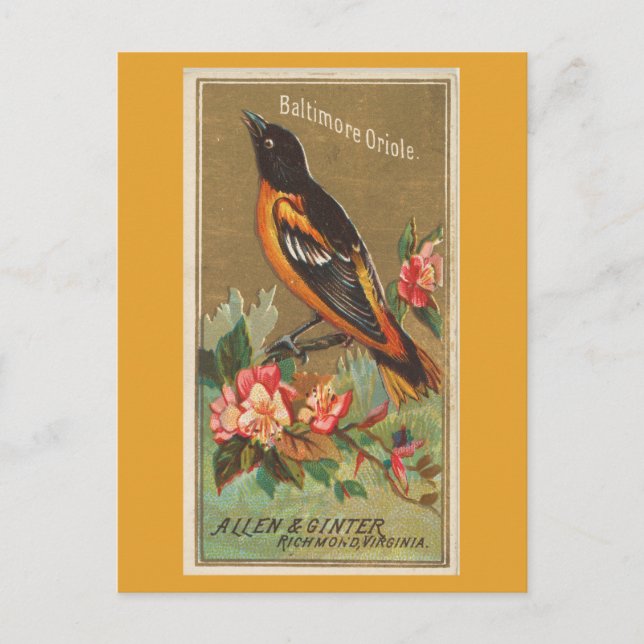 Baltimore Oriole Postcard (Front)