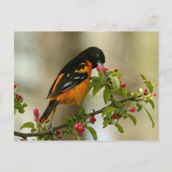 Baltimore Oriole Postcard by thecoveredbridge at Zazzle