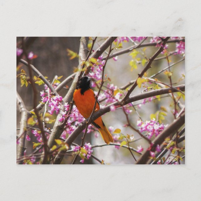 Baltimore Oriole Postcard (Front)