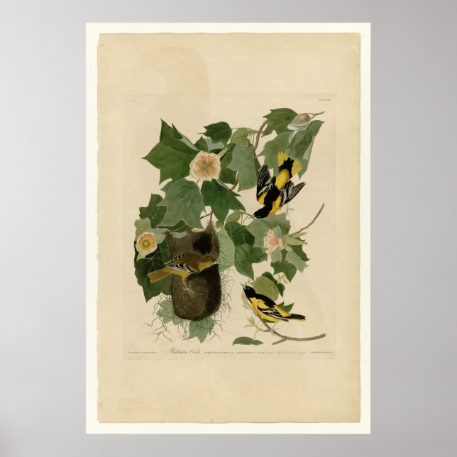 Baltimore Oriole Poster (Front)