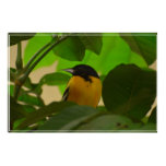 Baltimore Oriole Poster